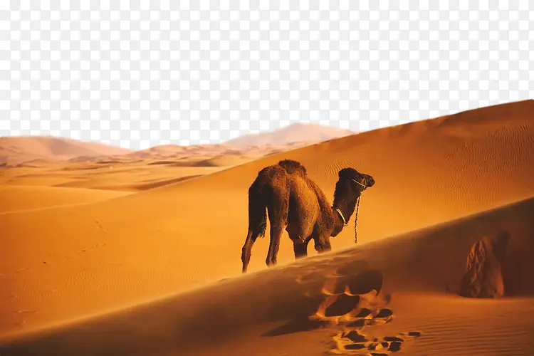 沙漠 骆驼 自然环境