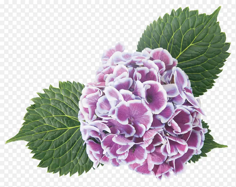 花 植物 开花植物