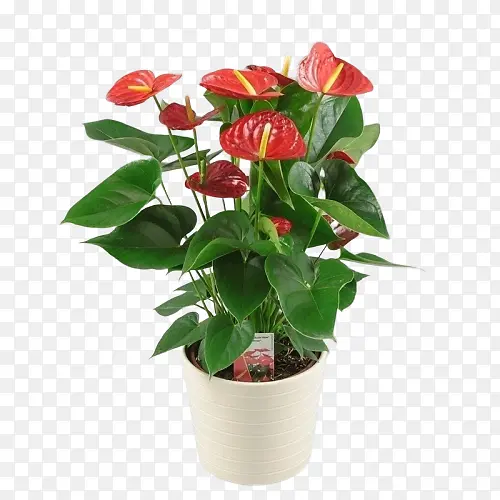 采购产品花 开花植物 红掌