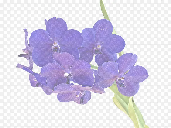 花卉 开花植物 紫罗兰