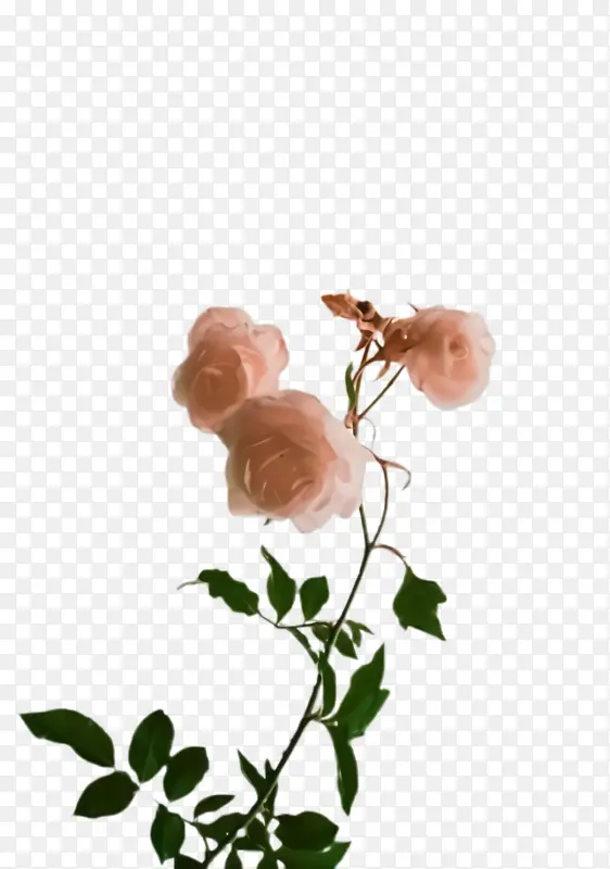 花 玫瑰 植物