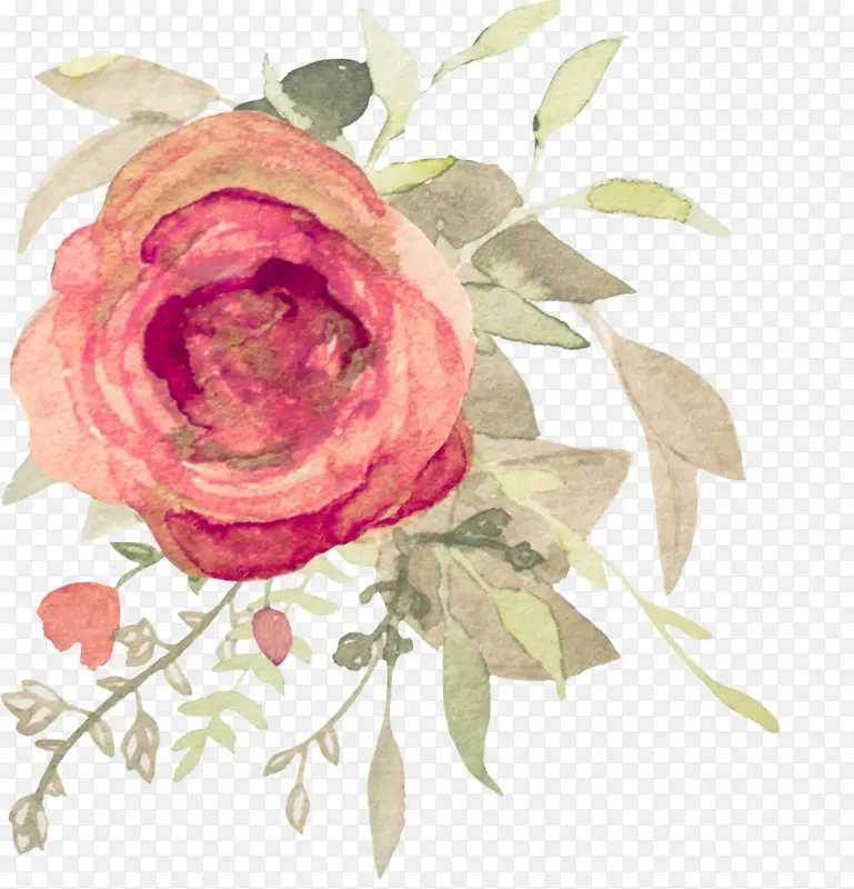 粉色 花朵 玫瑰