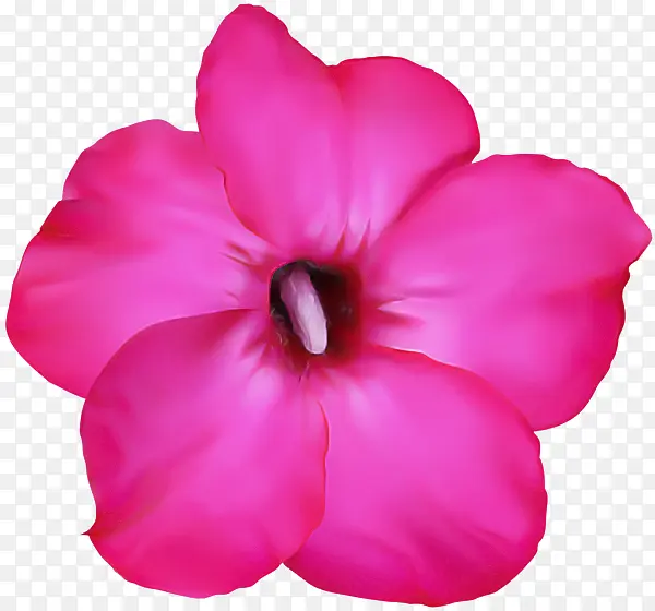 花瓣 粉色 花
