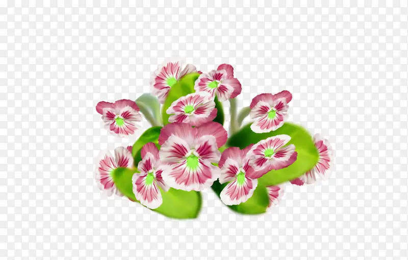 花朵 粉色 植物