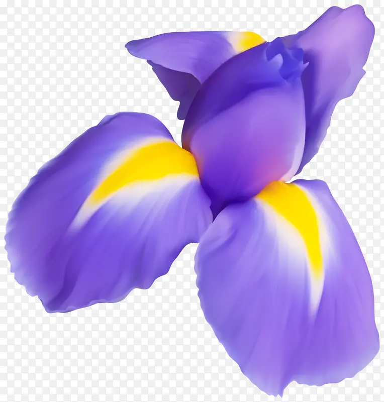 花瓣 紫色 花