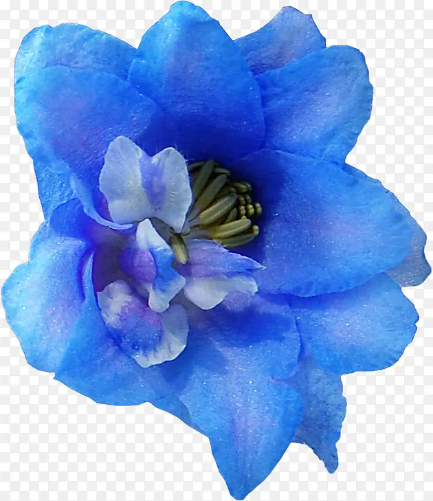 蓝色 开花植物 花