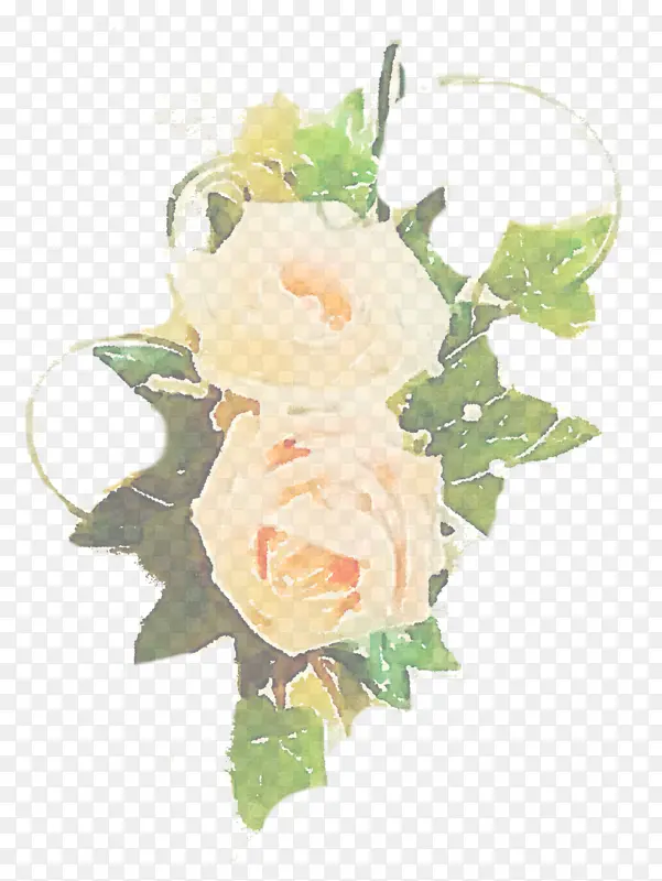 白色 花朵 玫瑰
