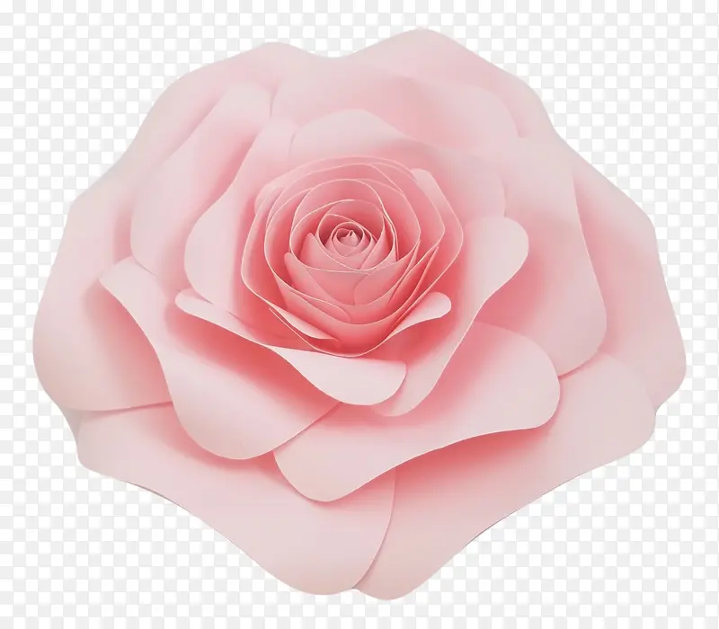 玫瑰 粉色 花园玫瑰