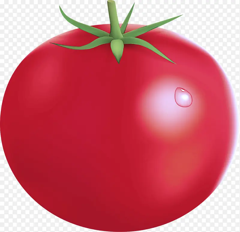 番茄 茄属 水果