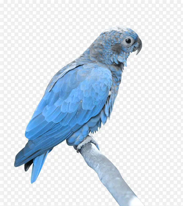 鸟 蓝色 鹦鹉