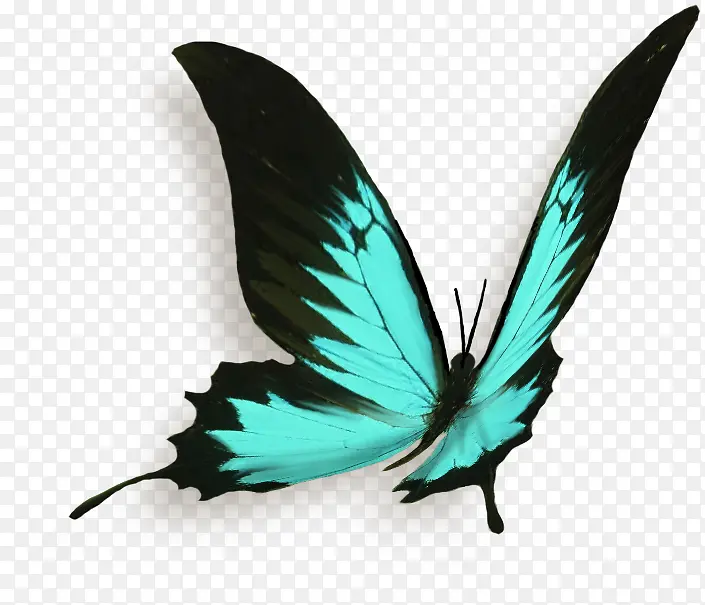 蝴蝶 翅膀 绿色