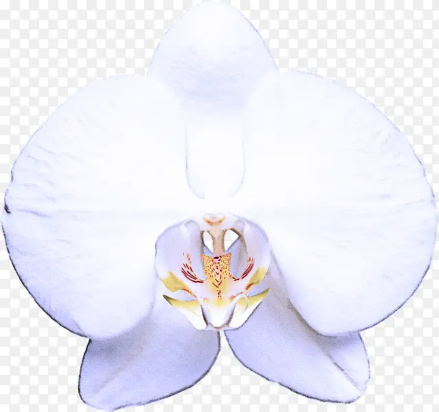 白色 蝴蝶兰 花瓣
