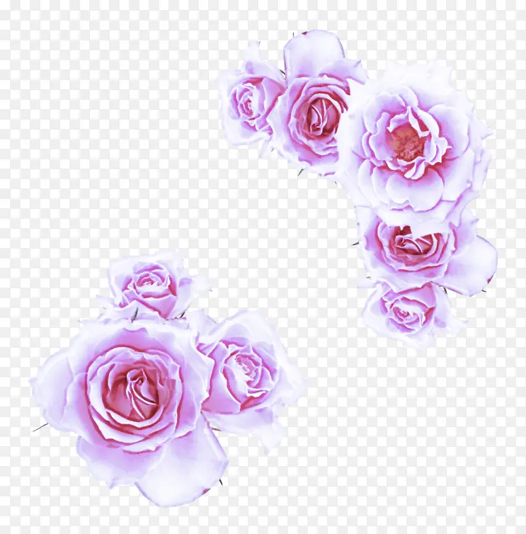 粉色 花朵 玫瑰