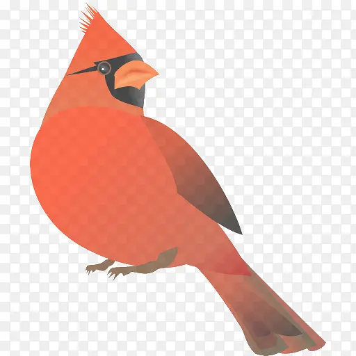鸟 北方红雀 喙