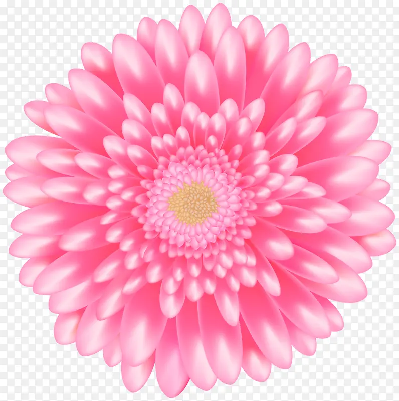 花朵 粉色 非洲菊