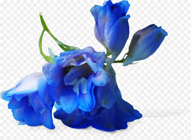 蓝色 花 花瓣