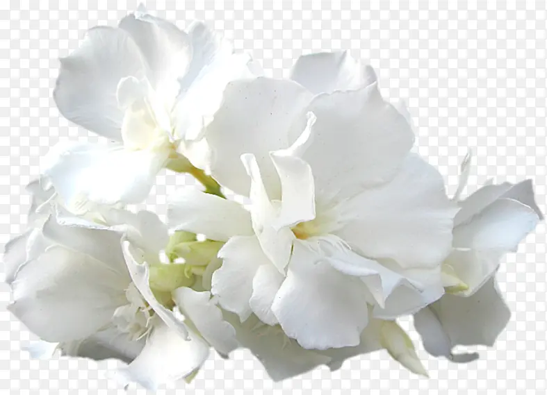 白色 花朵 花瓣