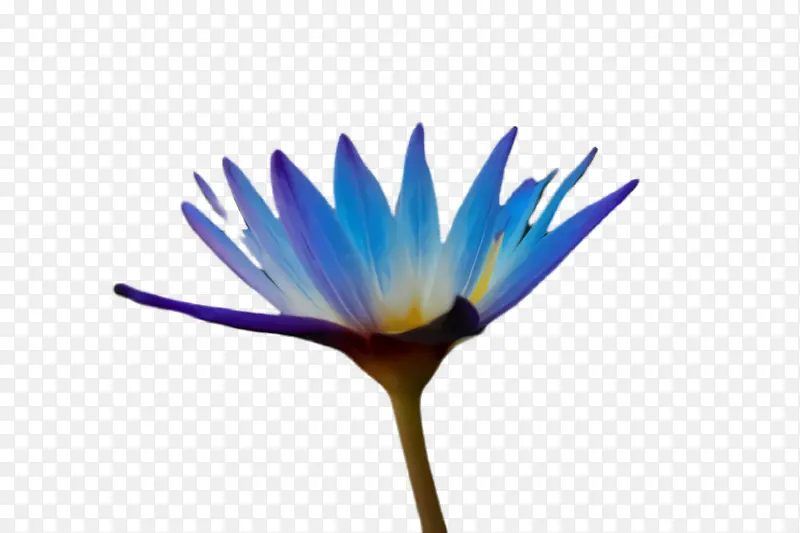 蓝色 花 植物