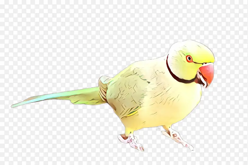 卡通 鸟 长尾鹦鹉