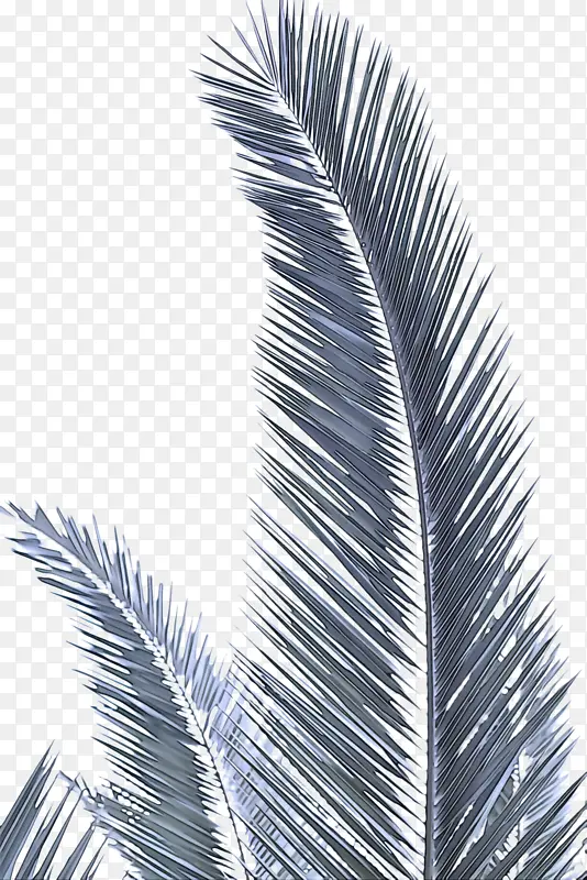 树 棕榈树 植物