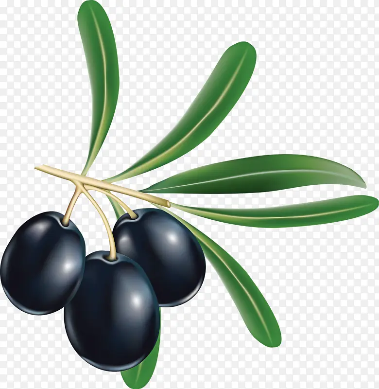 橄榄 水果 植物