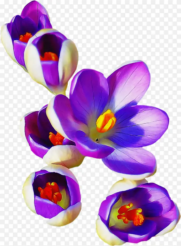 紫罗兰 花 花瓣