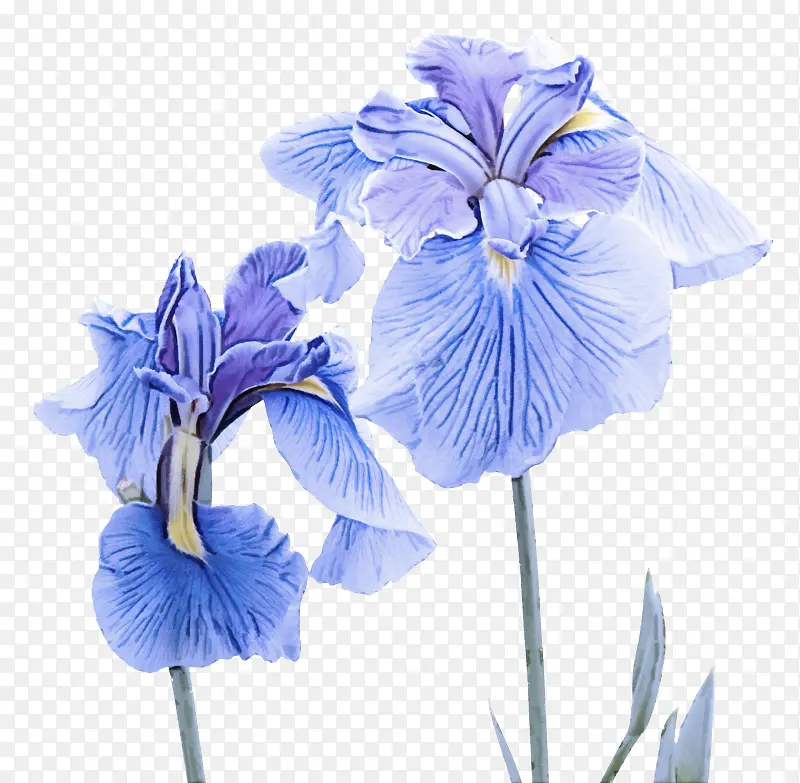 开花植物 蓝色 花