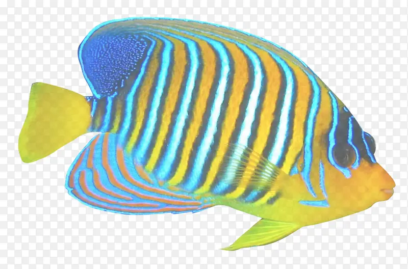 鱼 鲳鱼科 绿松石