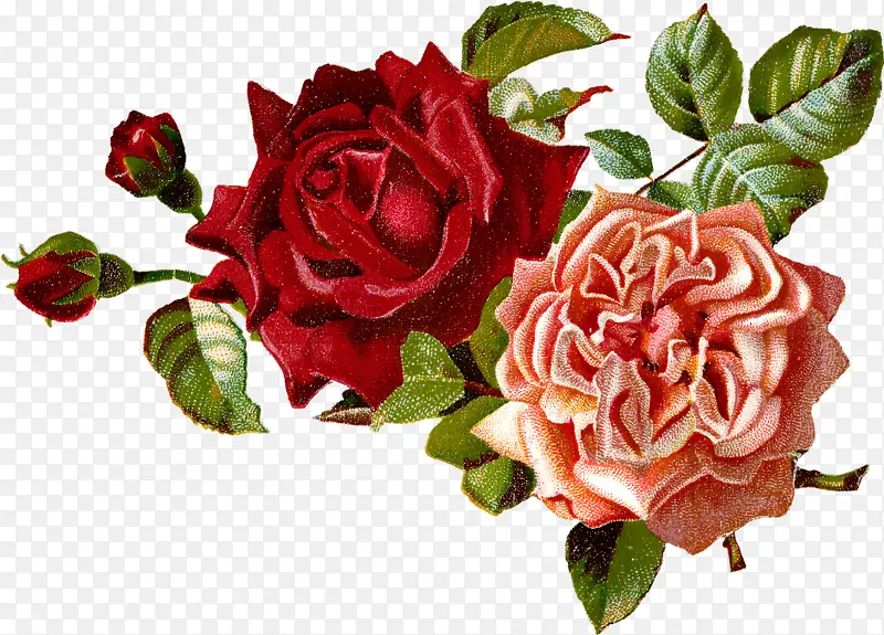 花卉 开花植物 花园玫瑰