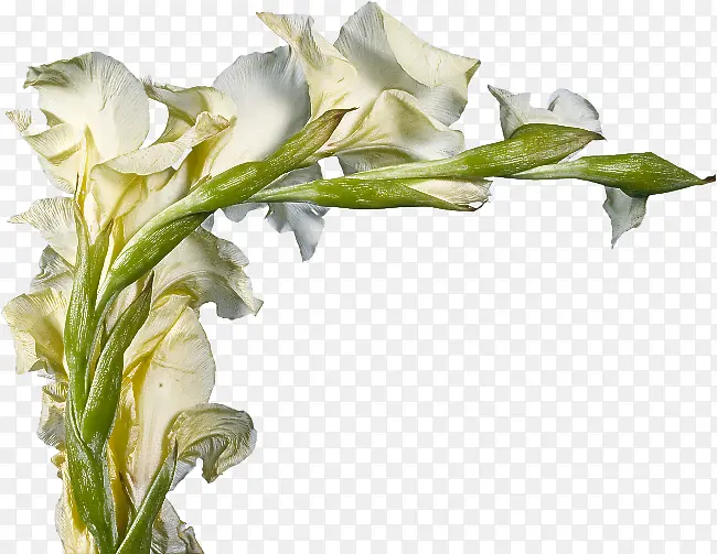 花 开花植物 白色
