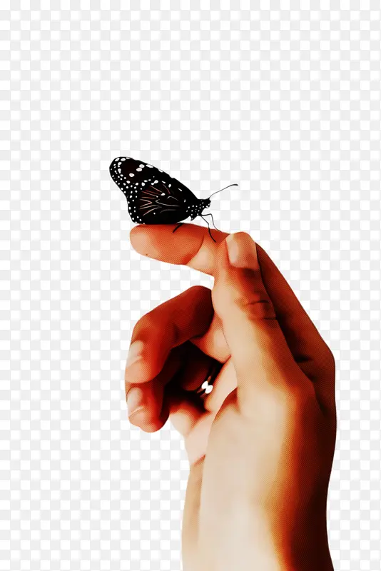 蝴蝶 手指 昆虫