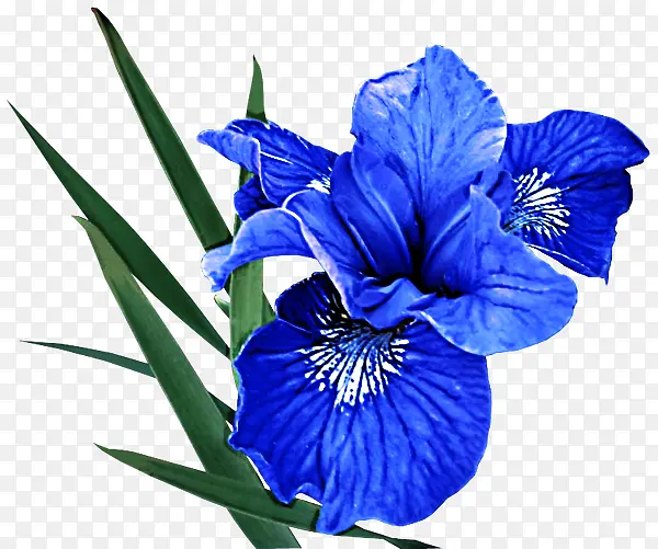 花 开花植物 蓝色