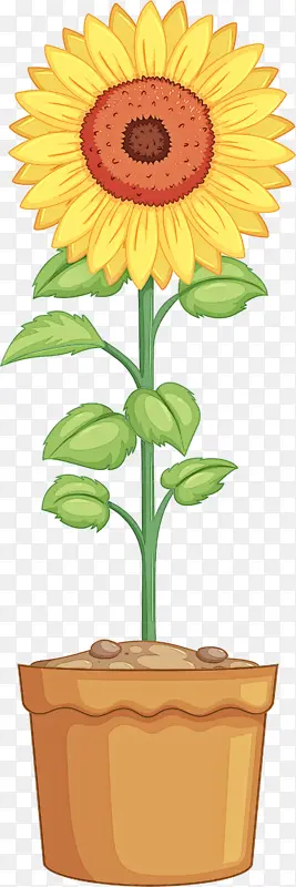 花 植物 黄