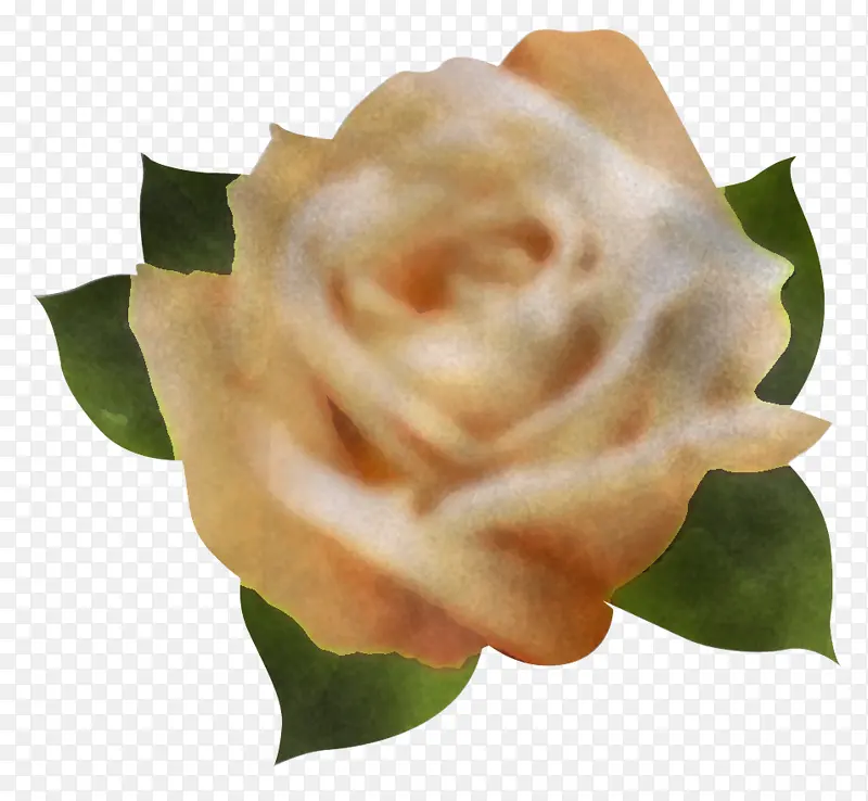 花 白色 玫瑰