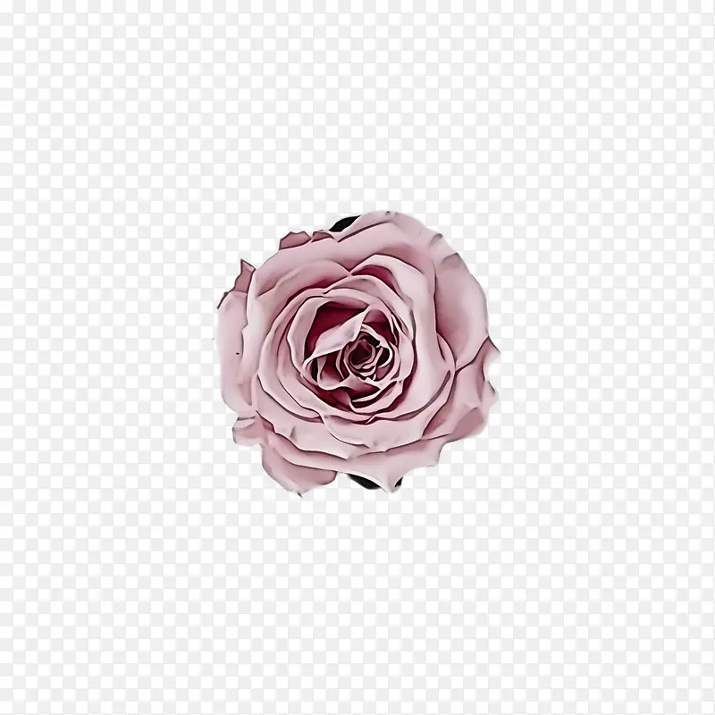 粉色 白色 玫瑰