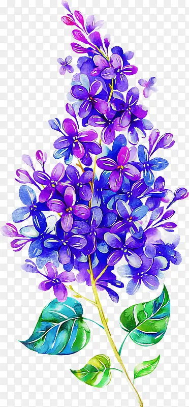 紫罗兰 花 紫色