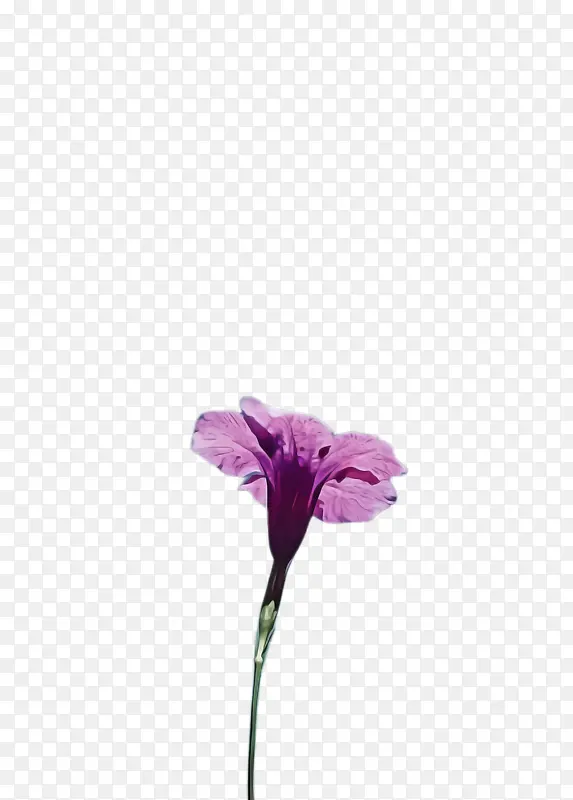 花朵 开花植物 紫罗兰