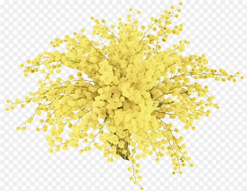 黄色 植物 花