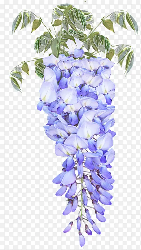 花卉 紫藤 蓝色