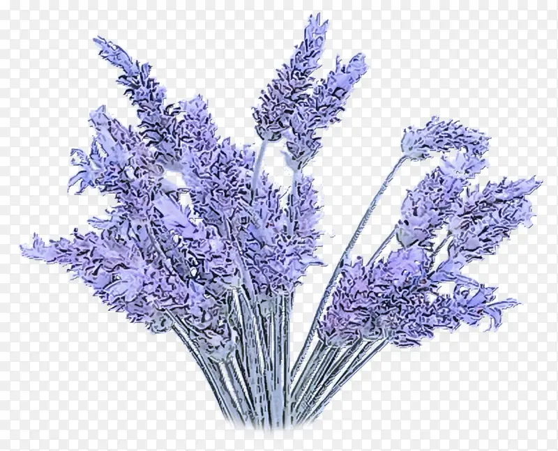薰衣草鲜花插画PNG图片素材下载_图片编号6940922-PNG素材网