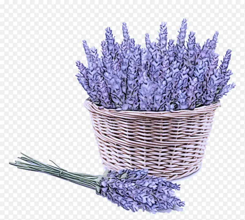 薰衣草 花 植物PNG图片素材下载_图片编号6940674-PNG素材网