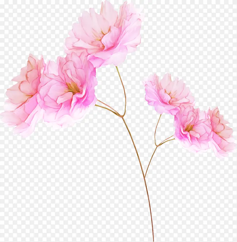 花卉 开花植物 粉色