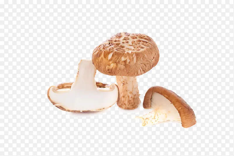 蘑菇科 蘑菇 香菇