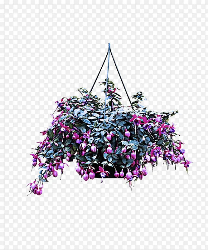 紫色 植物 花