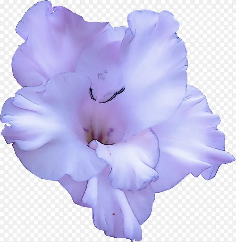 紫罗兰 花瓣 紫色
