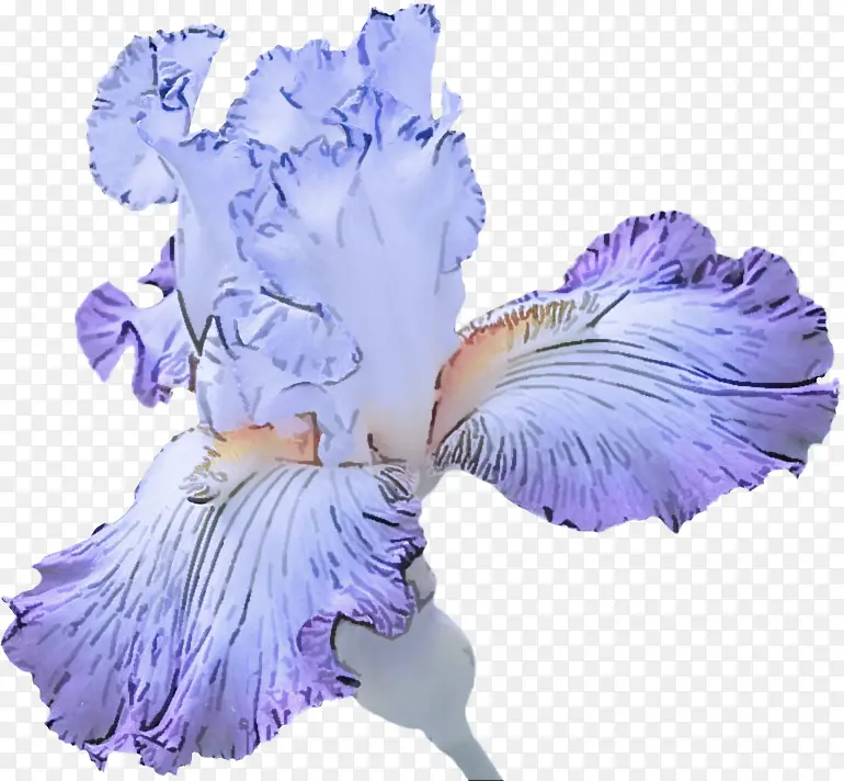 紫色 花 薰衣草PNG图片素材下载_图片编号6941902-PNG素材网