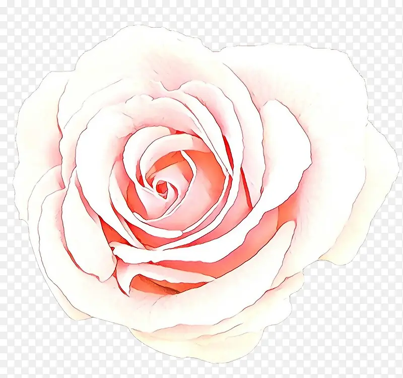 卡通 白色 玫瑰