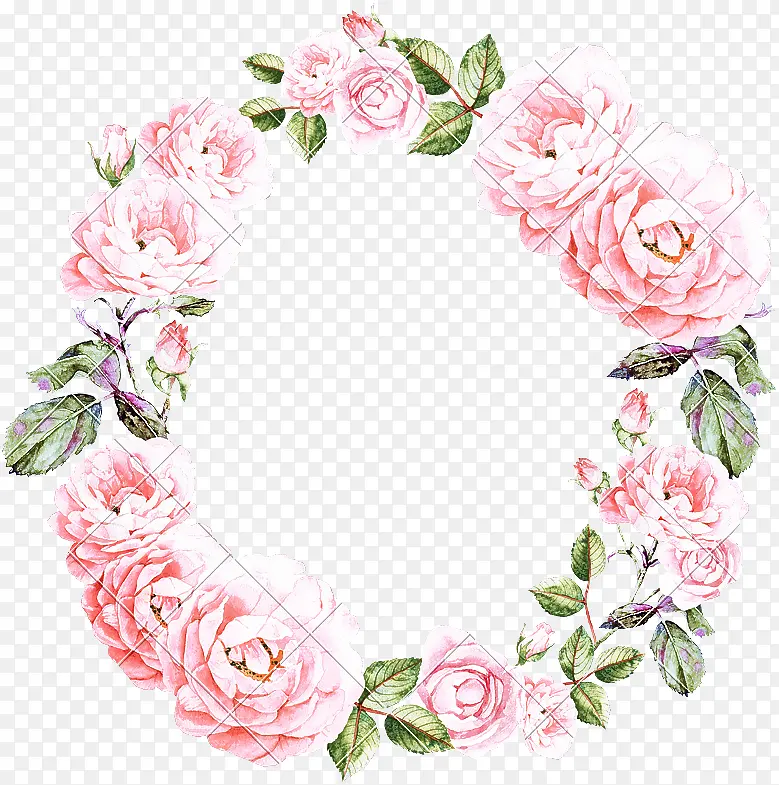 粉色 玫瑰 花朵