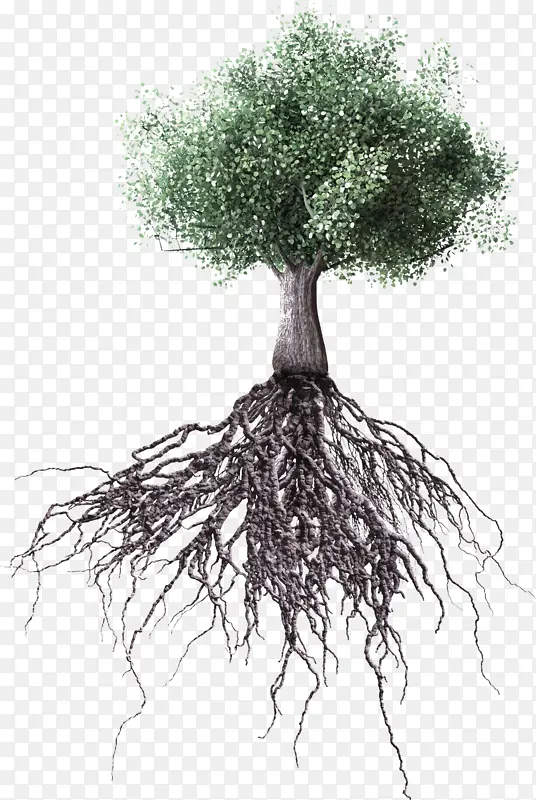 树 根 植物