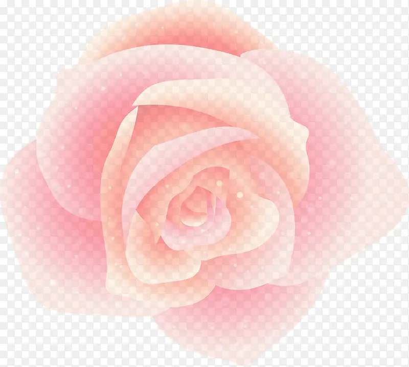 粉红 花园玫瑰 玫瑰